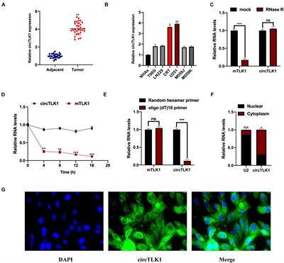 PBX2-Mediated circTLK1 Activates JAK/STAT Signaling to Promote Gliomagenesis via miR-452-5p/SSR1 Axis